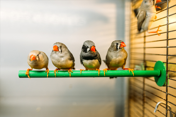 Pet Shops Owners